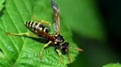 Кои се оси и што да ги плашите?